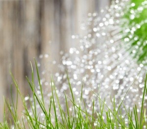 pouring from watering can on grass water